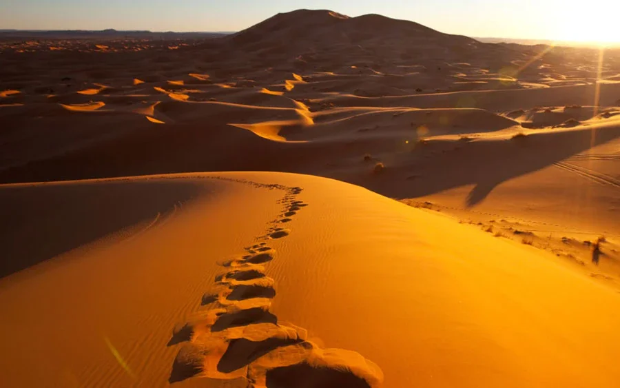 Royal Camel Safari