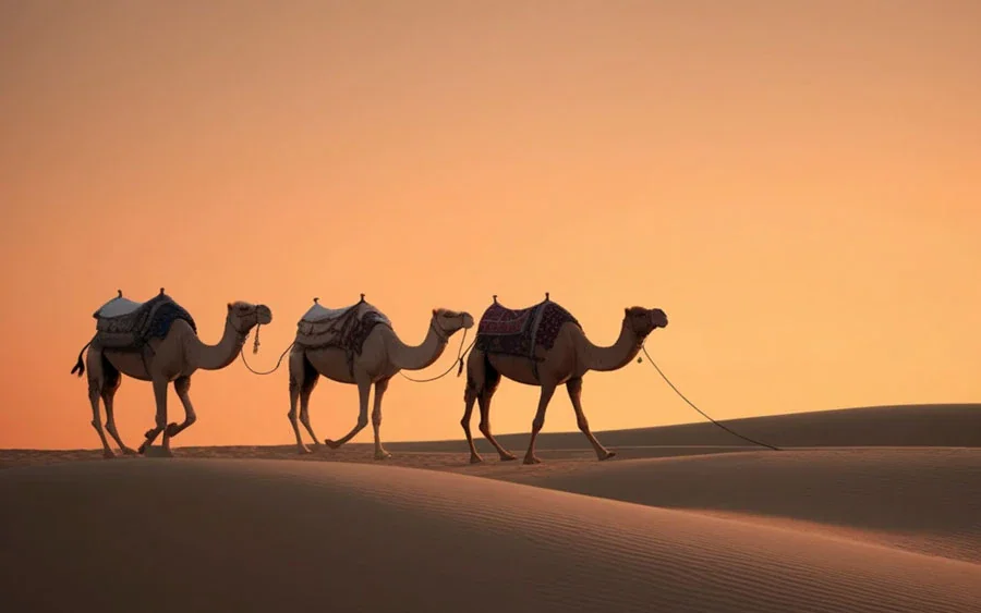 Comfort and authentic experience at desert camp